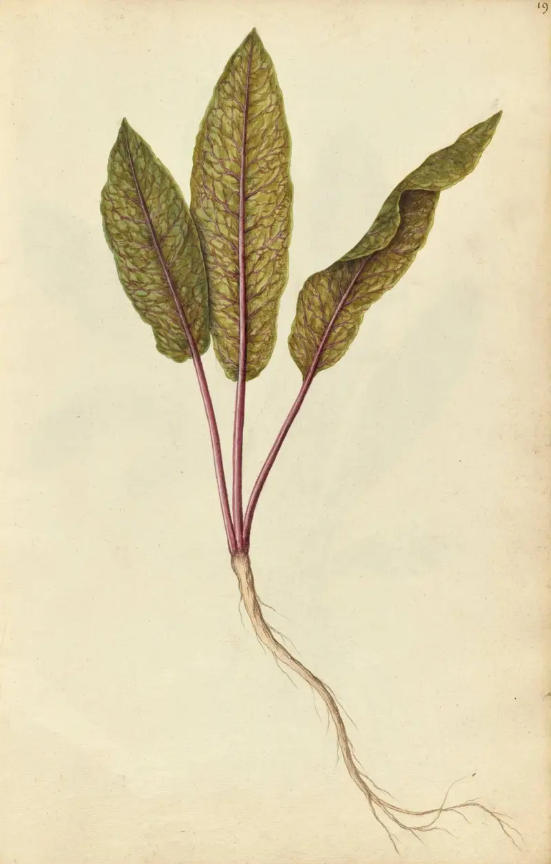 Rumex sanguinius var. sanguinius. Blood dock av Jacques Le Moyne de Morgues