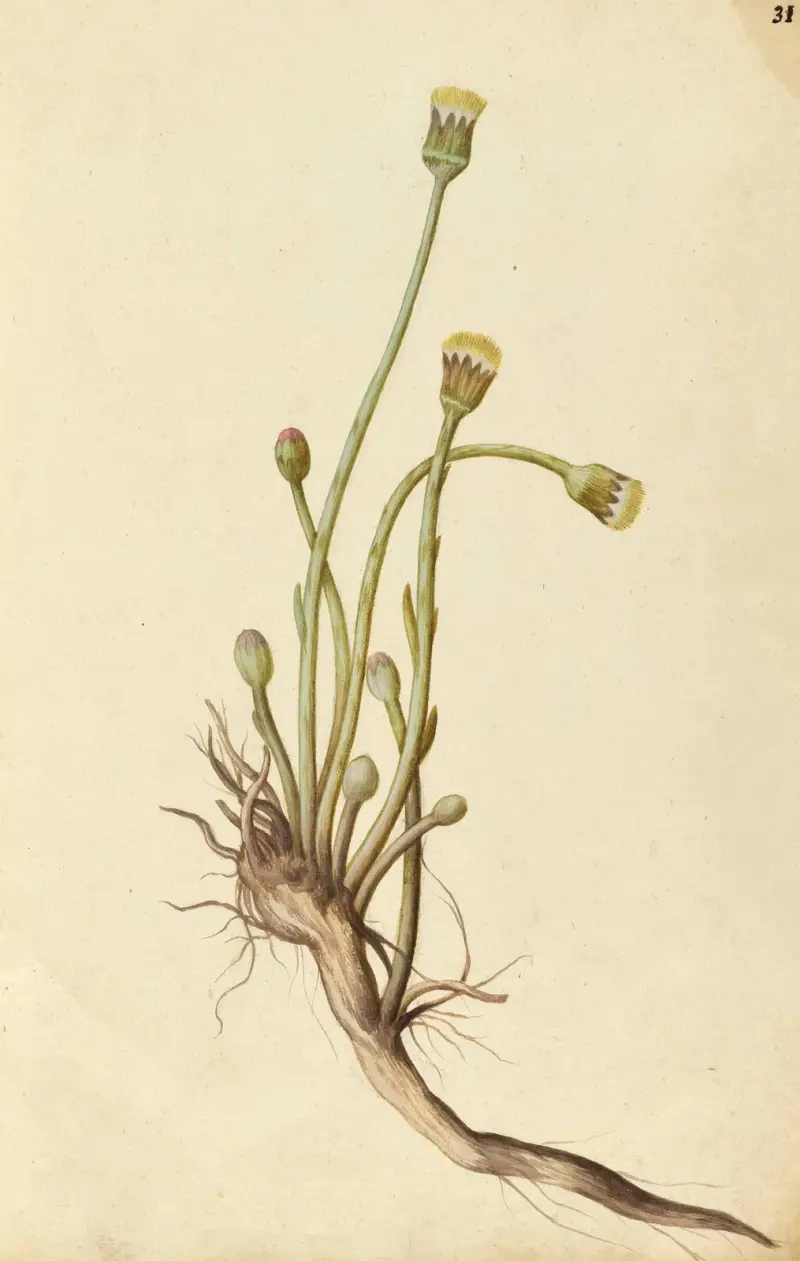 Tussilago farfara. Coltsfoot av Jacques Le Moyne de Morgues
