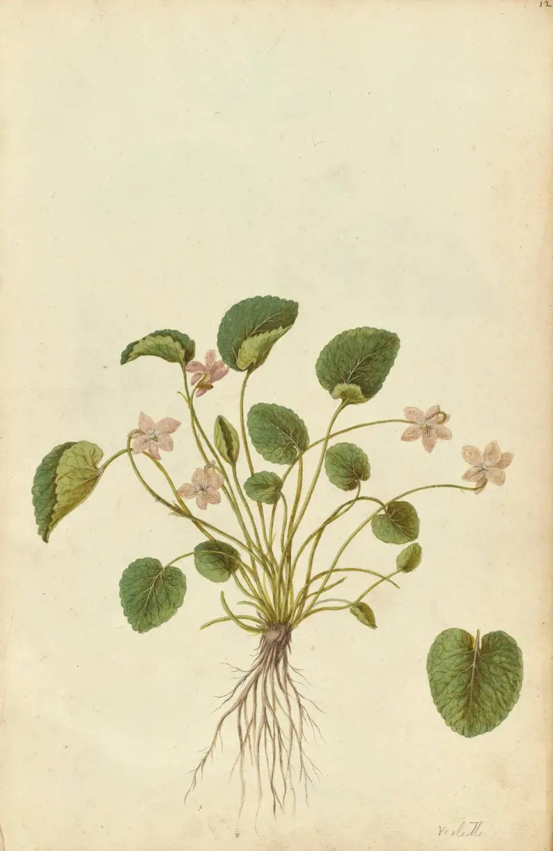 Viola odorata. Sweet violet, Jacques Le Moyne de Morgues