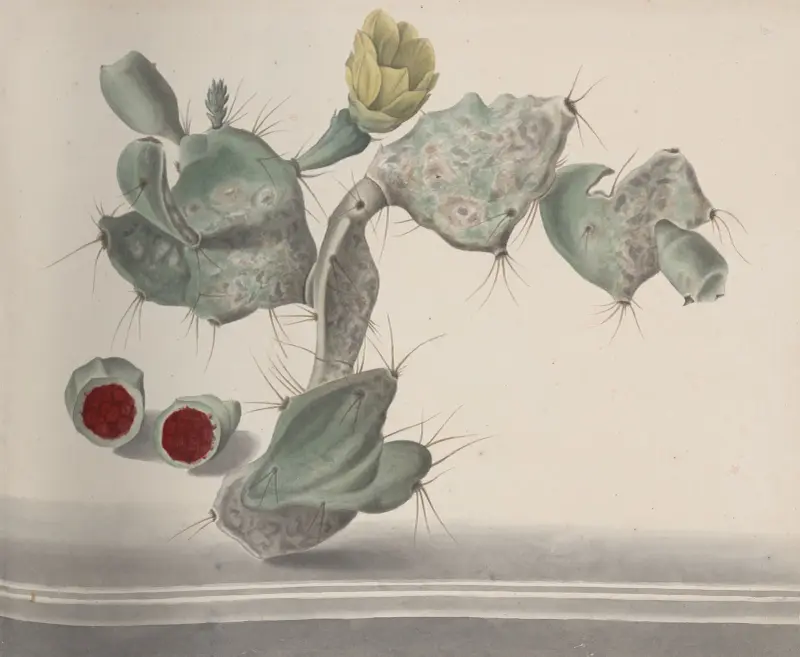 Natural history of Saint Domingue Pl.150 av René de Rabié