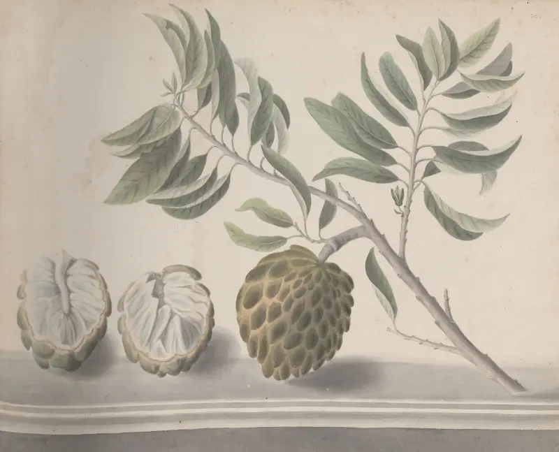 Natural history of Saint Domingue Pl.153 av René de Rabié