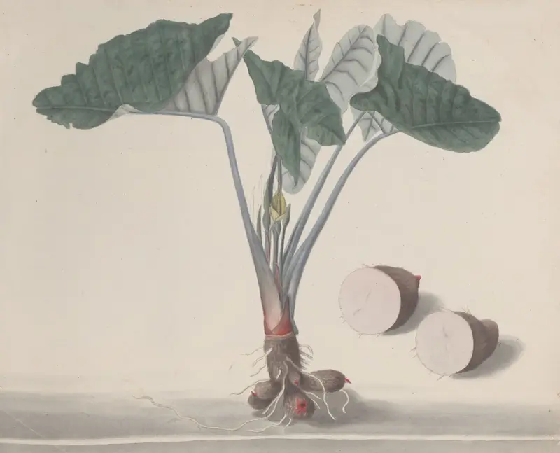 Natural history of Saint Domingue Pl.156 av René de Rabié