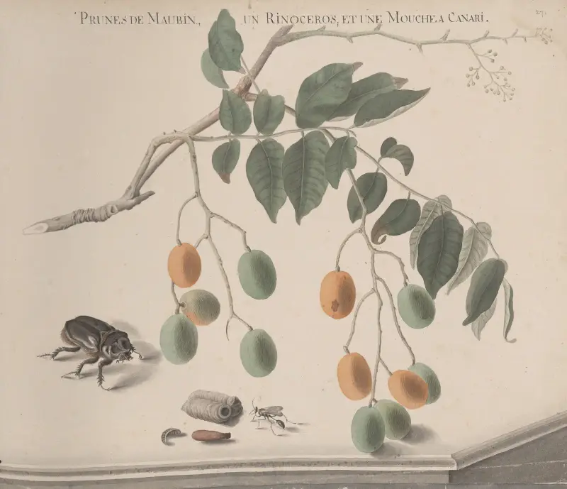 Natural history of Saint Domingue Pl.158 av René de Rabié