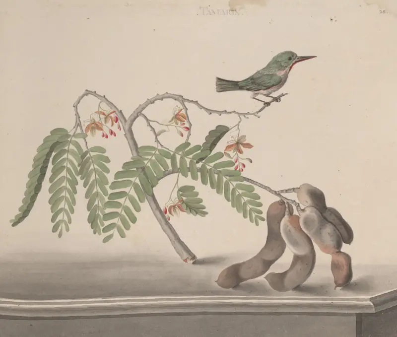 Natural history of Saint Domingue Pl.159 av René de Rabié