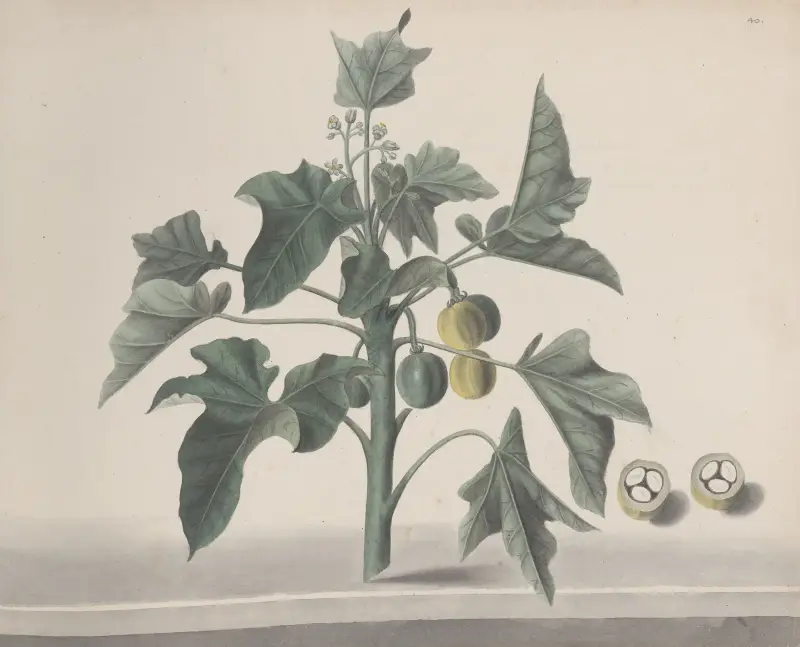 Natural history of Saint Domingue Pl.172 av René de Rabié