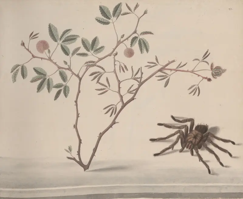 Natural history of Saint Domingue Pl.175 av René de Rabié