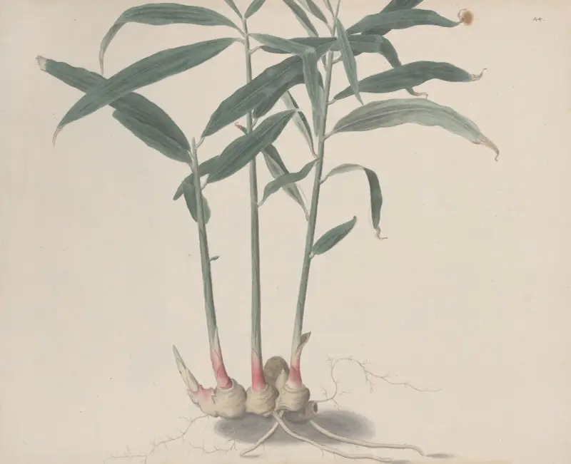 Natural history of Saint Domingue Pl.176 av René de Rabié