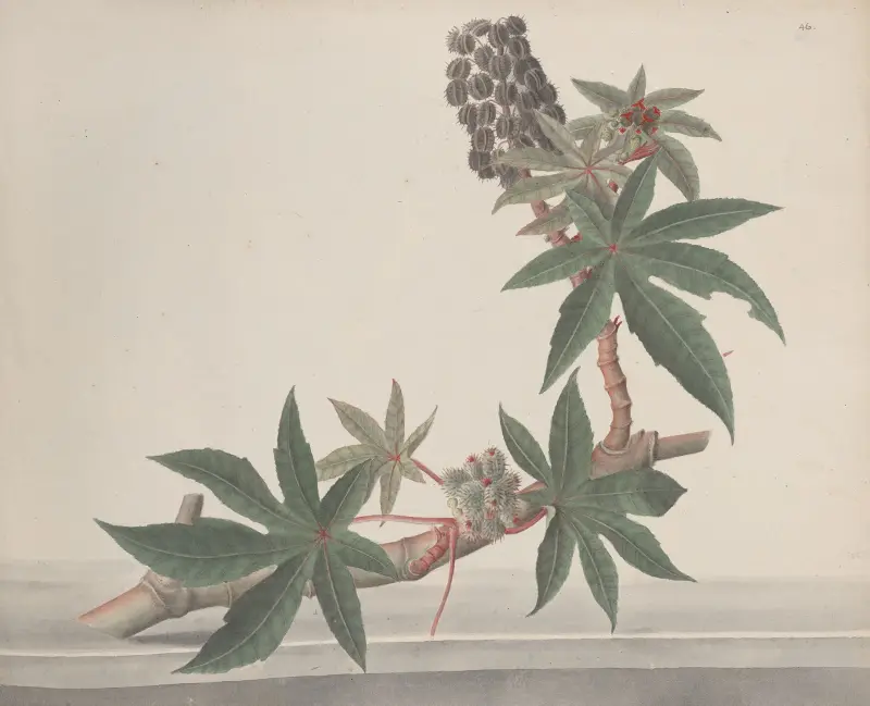 Naturgeschichte von Saint-Domingue, Taf. 178 von René de Rabié