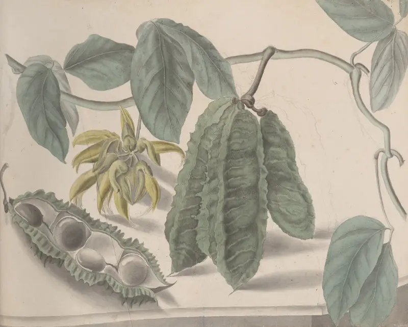 Natural history of Saint Domingue Pl.179 av René de Rabié
