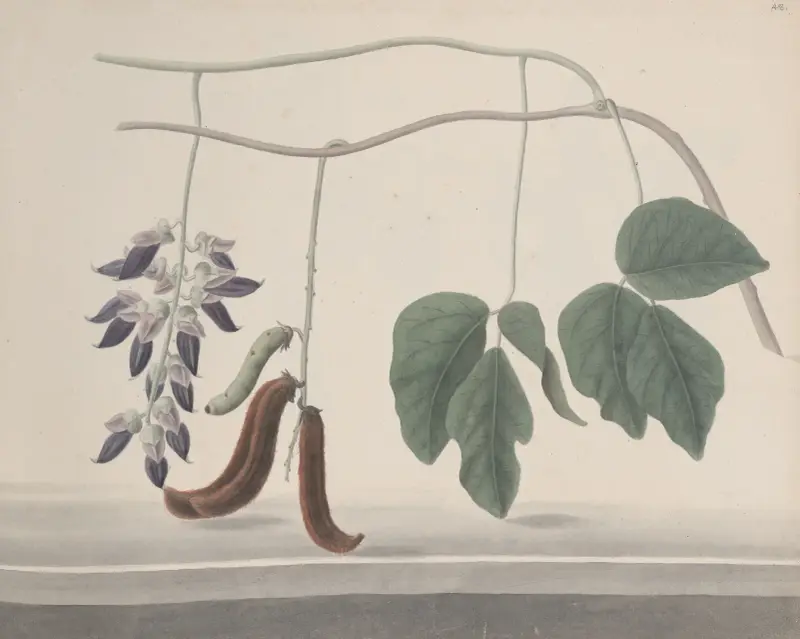 Natural history of Saint Domingue Pl.180 av René de Rabié