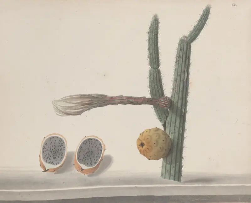Naturalhistoria över Saint Domingue, plansch 182 av René de Rabié