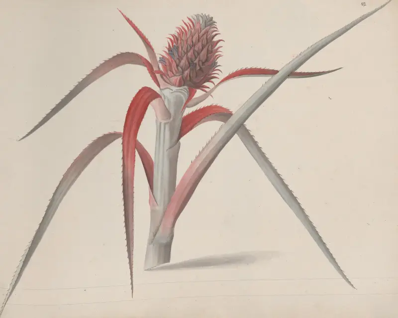 Naturgeschichte von Saint-Domingue, Taf. 184 von René de Rabié