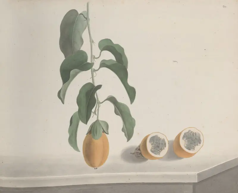 Natural history of Saint Domingue Pl.186 av René de Rabié