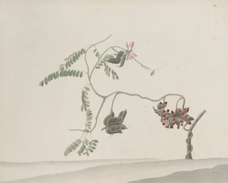 Naturalhistoria över Saint Domingue, plansch 188 av René de Rabié