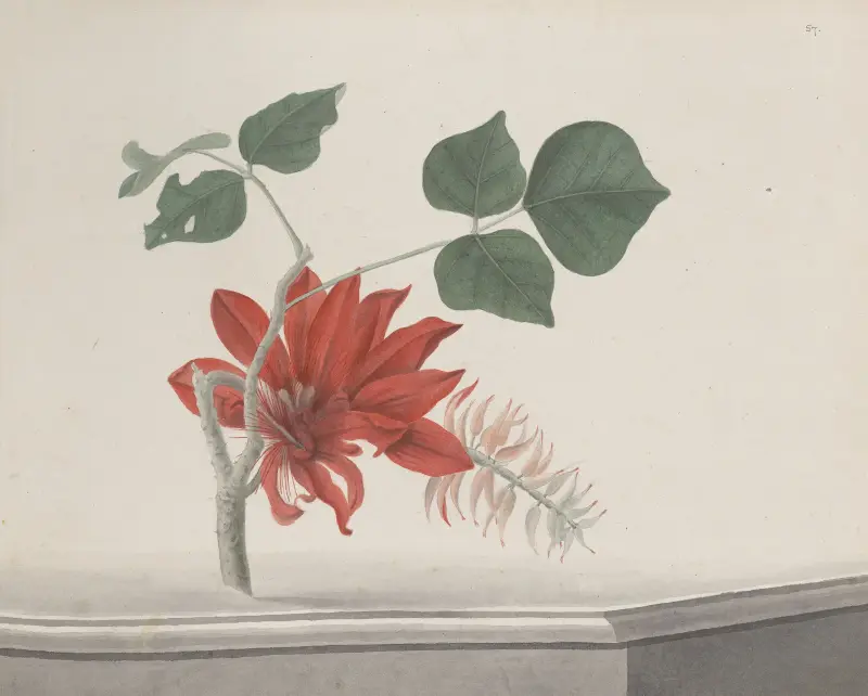 Natural history of Saint Domingue Pl.189 av René de Rabié