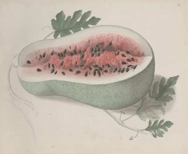 Natural history of Saint Domingue Pl.190 av René de Rabié