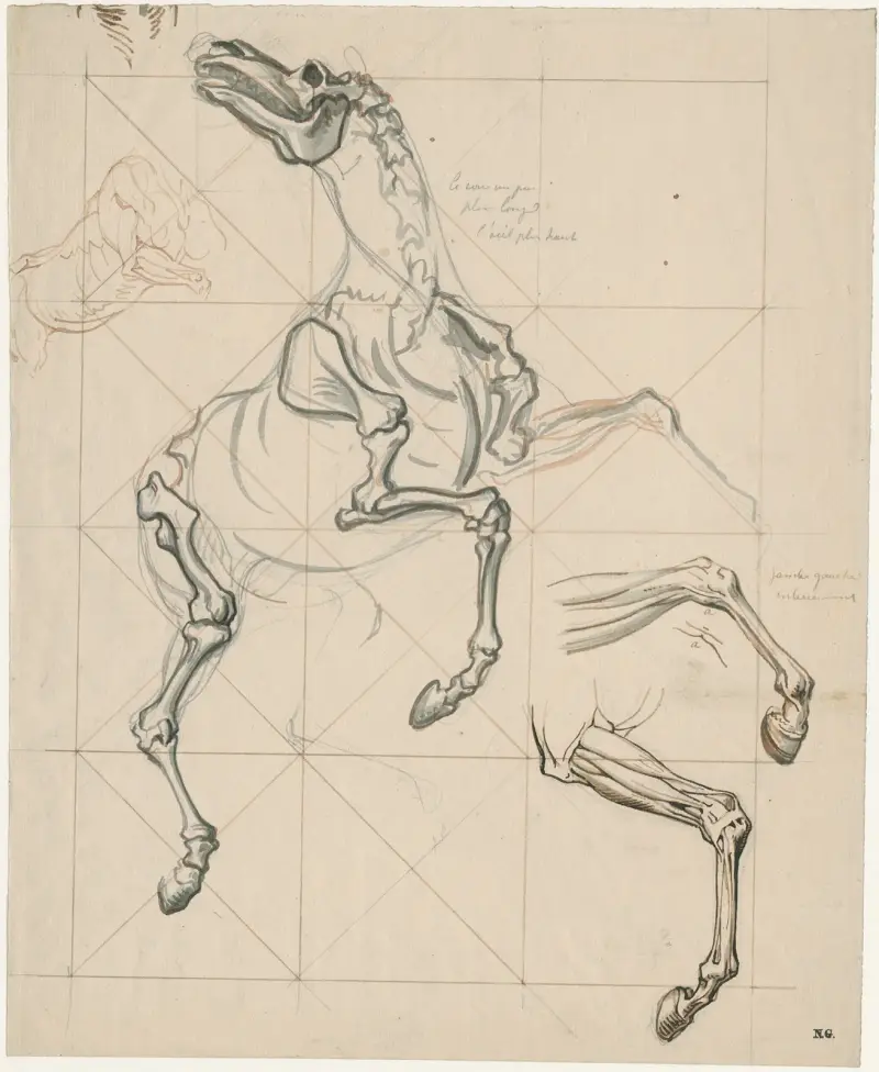 Anatomische studies v.e. steigerend paard: met tekst av David Humbert de Superville