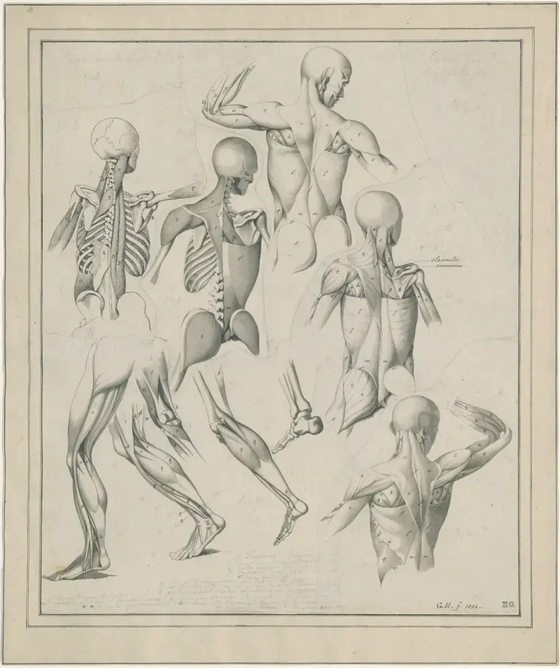 Diverse anatomische tekeningen: skelet, spieren, etc av David Humbert de Superville