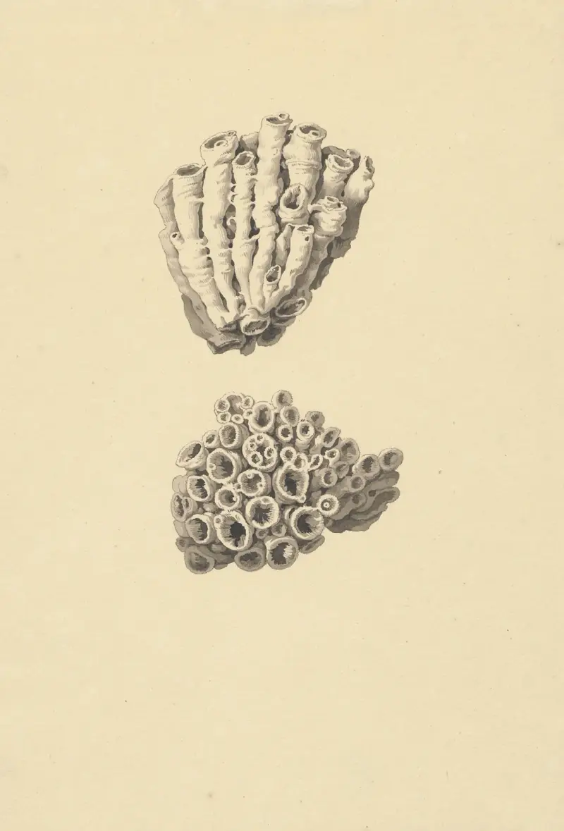 Fossil (korall): med detaljvyer av David Humbert de Superville