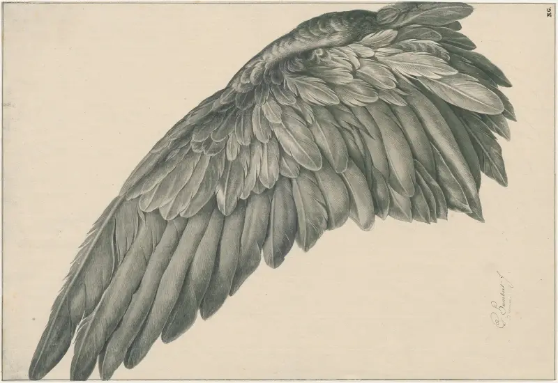 Vogelvlerk (rechter-vleugel) ‘ad vivum’ av David Humbert de Superville