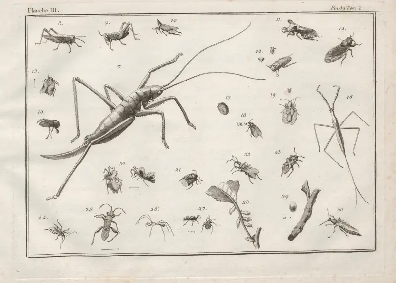 Nomenclator iconum entomologiæ Linneanæ Pl.04 von Charles-Joseph Traviès de Villers