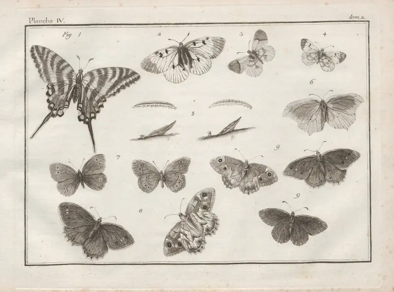 Nomenclator iconum entomologiæ Linneanæ Pl.05 av Charles-Joseph Traviès de Villers