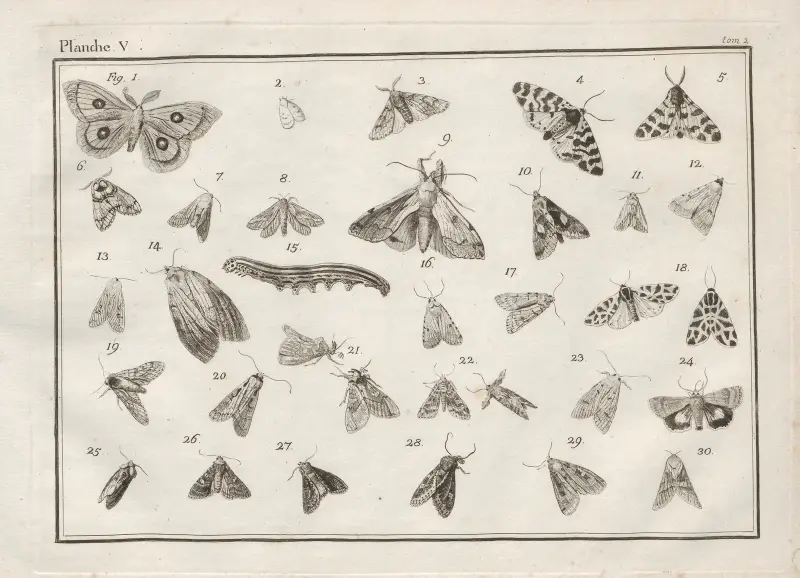 Nomenclator iconum entomologiæ Linneanæ Pl.07 av Charles-Joseph Traviès de Villers
