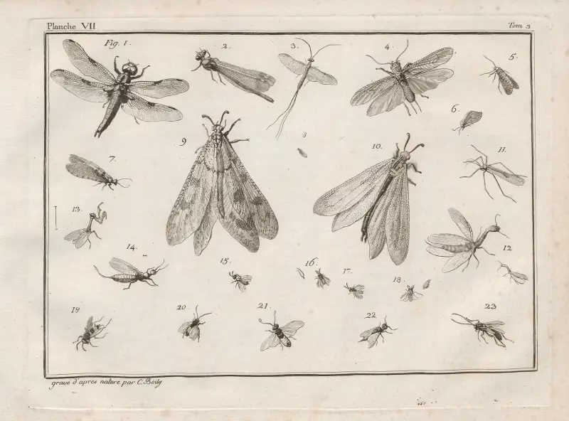 Nomenclator iconum entomologiæ Linneanæ Pl.09 av Charles-Joseph Traviès de Villers