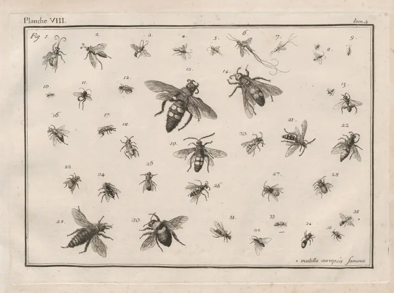 Nomenclator iconum entomologiæ Linneanæ Pl.10 av Charles-Joseph Traviès de Villers