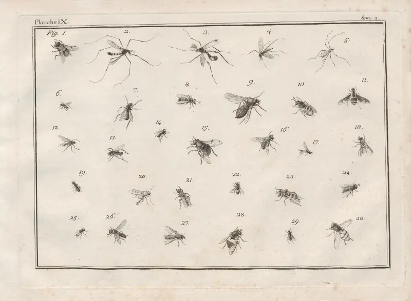 Nomenclator iconum entomologiæ Linneanæ Pl.11 av Charles-Joseph Traviès de Villers