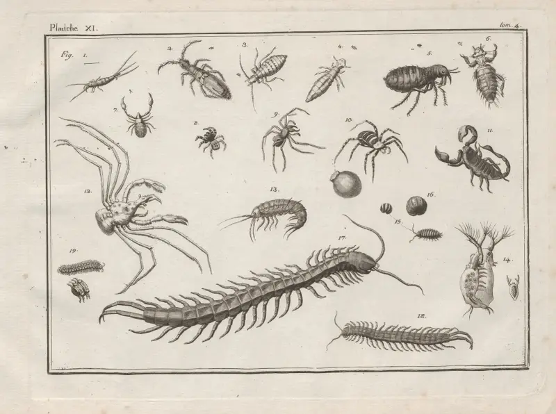 Nomenclator iconum entomologiæ Linneanæ Pl.13 av Charles-Joseph Traviès de Villers