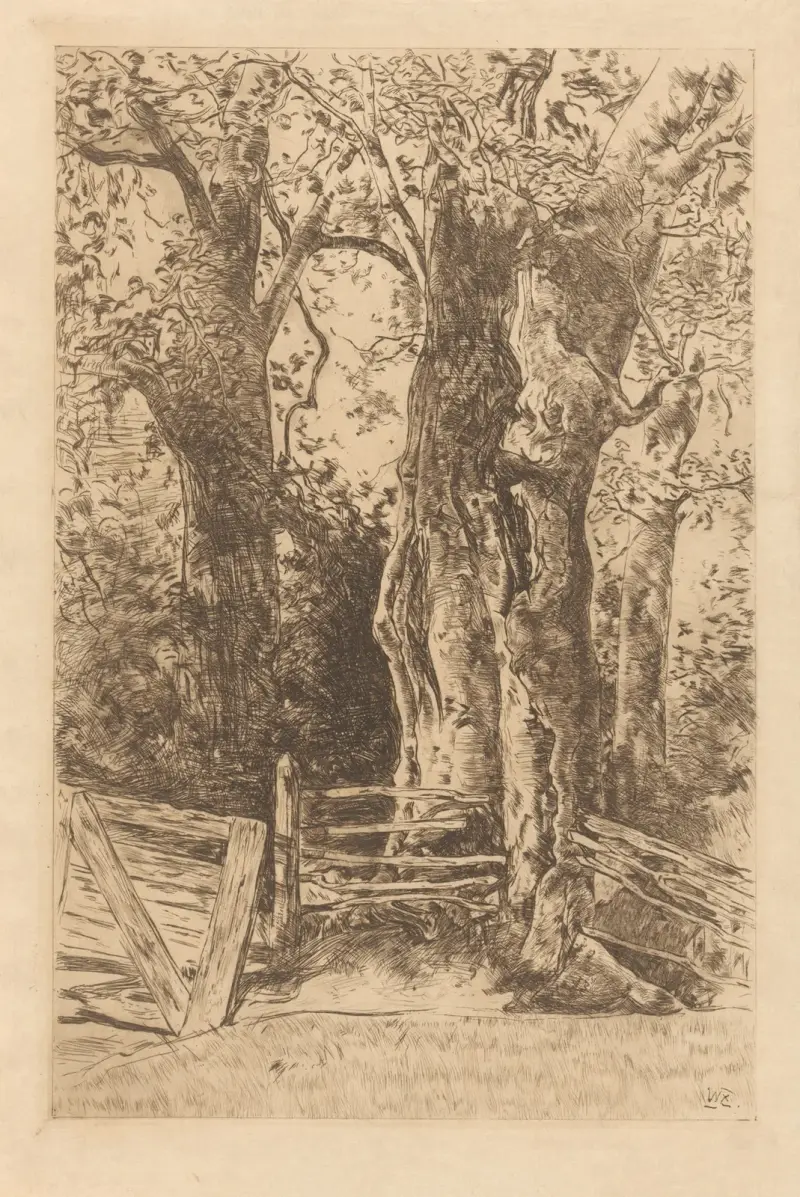 Boomstudie av Willem de Zwart