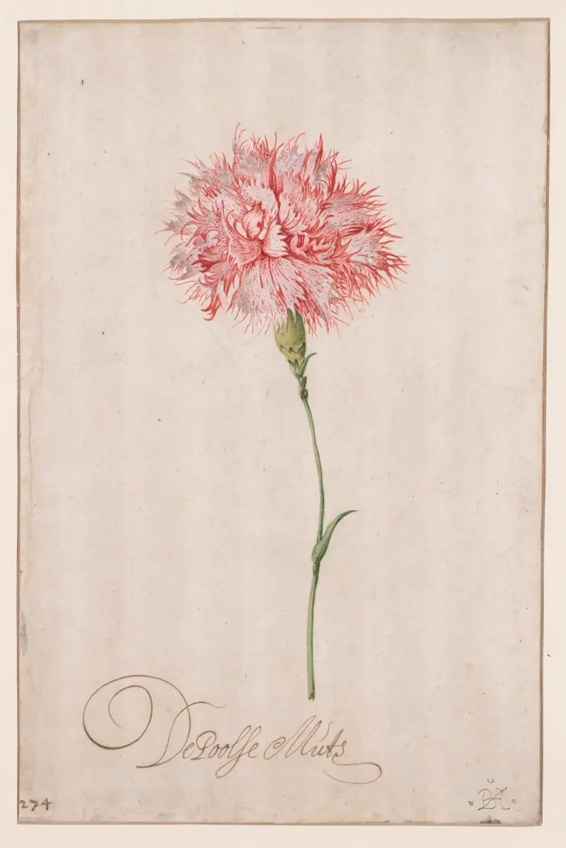 Polská čepice, Balthasar van der Ast