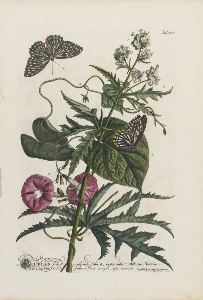 1. Abutilon 2. Convolvulus, Georg Dionysius Ehret