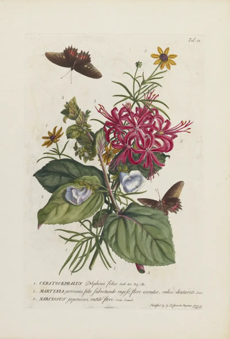 1. Ceratocephalus 2. Martynia 3. Narcissus av Georg Dionysius Ehret