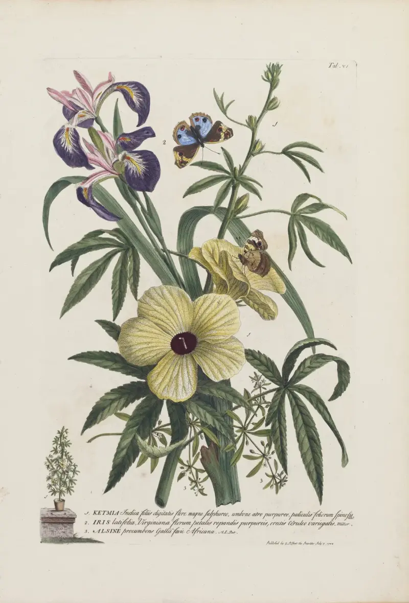1.Ketmia 2.Iris 3.Alsine av Georg Dionysius Ehret