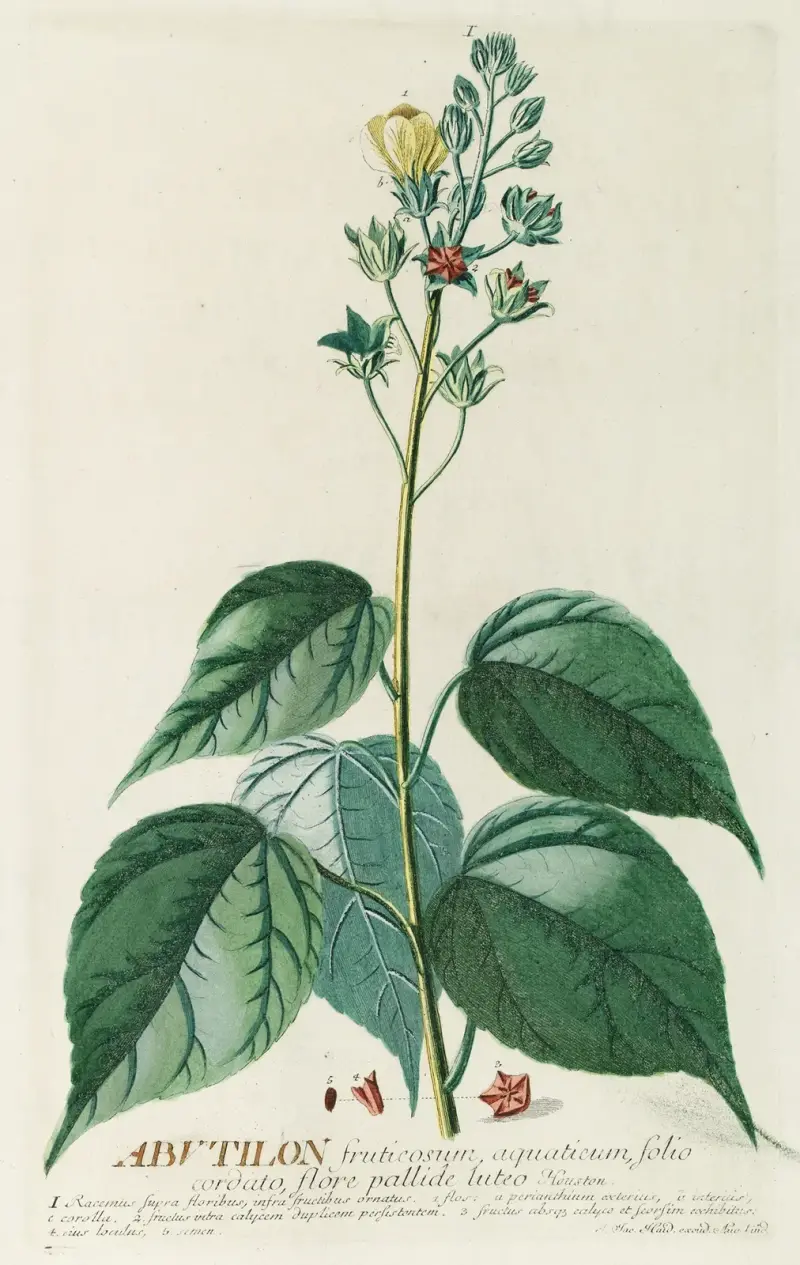 Abutilon von Georg Dionysius Ehret
