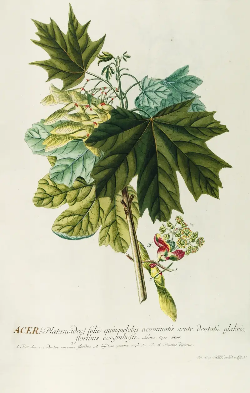 Acer III von Georg Dionysius Ehret
