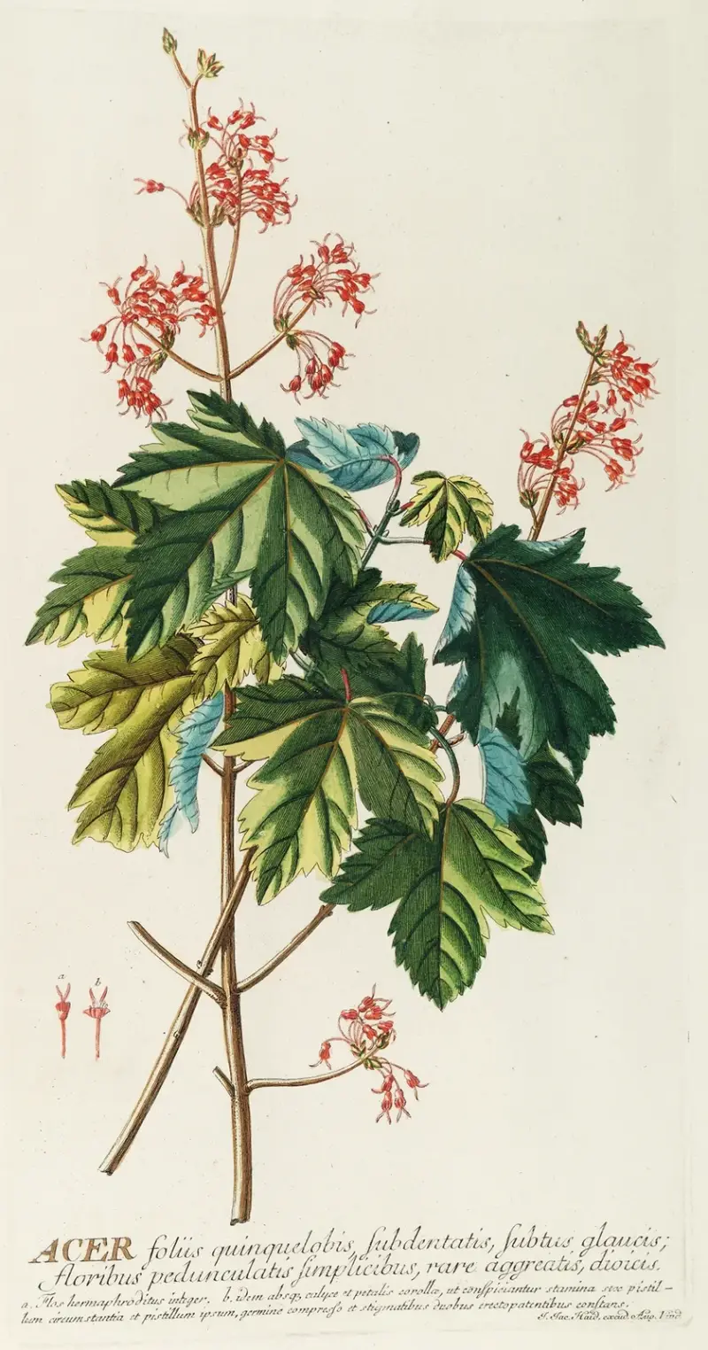 Acer av Georg Dionysius Ehret
