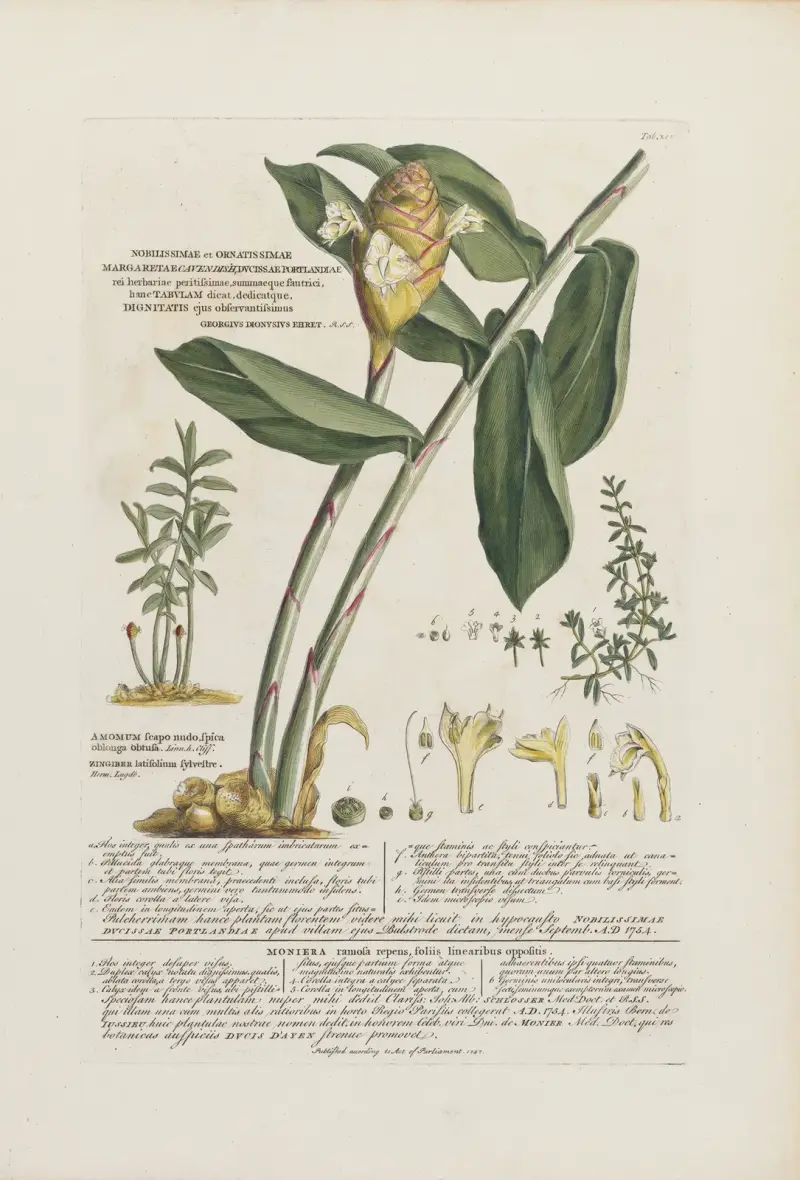 Amomum, Moniera von Georg Dionysius Ehret