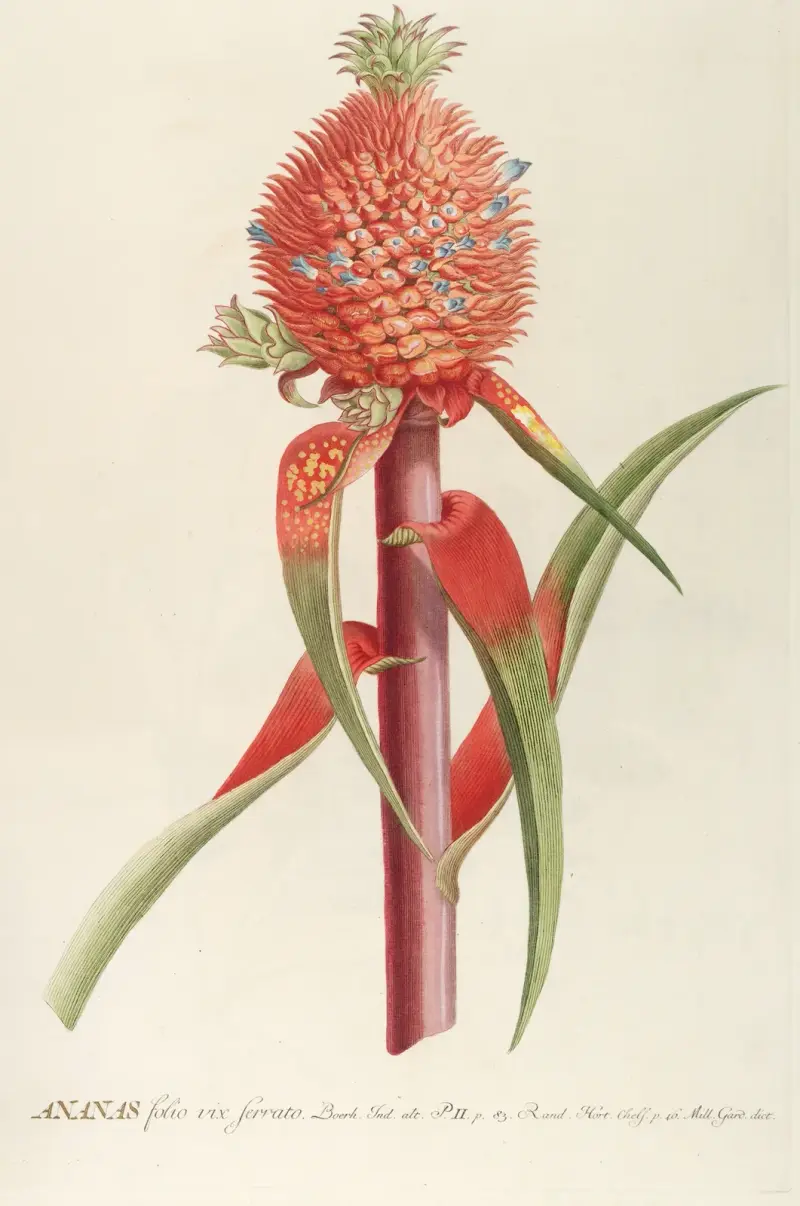 Ananas II von Georg Dionysius Ehret