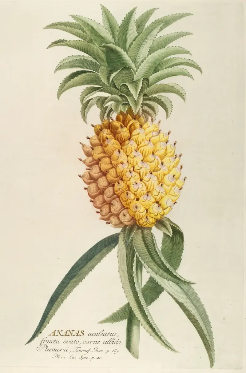 Ananas von Georg Dionysius Ehret