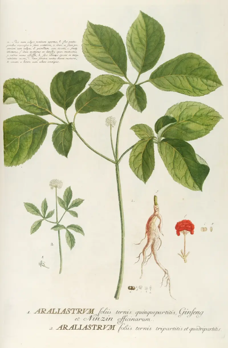 Araliastrum von Georg Dionysius Ehret
