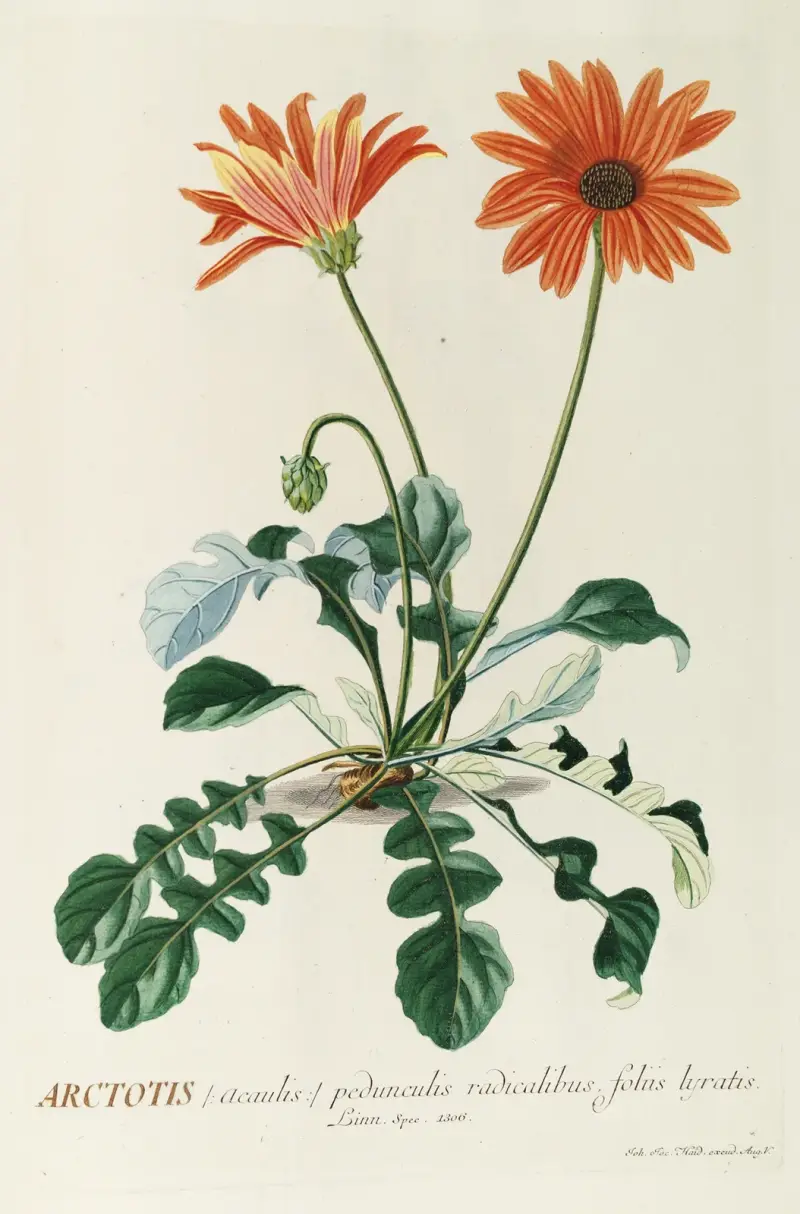 Arctotis von Georg Dionysius Ehret