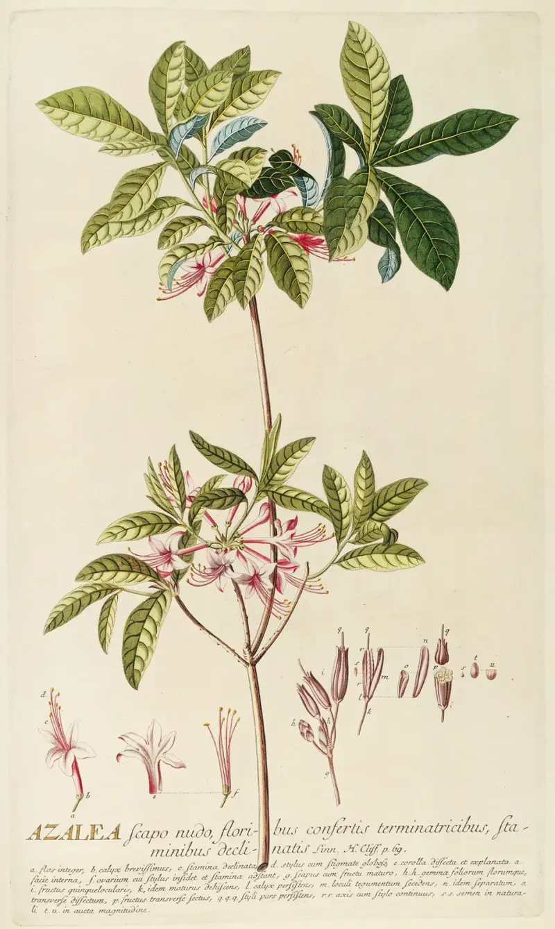 Azalea von Georg Dionysius Ehret
