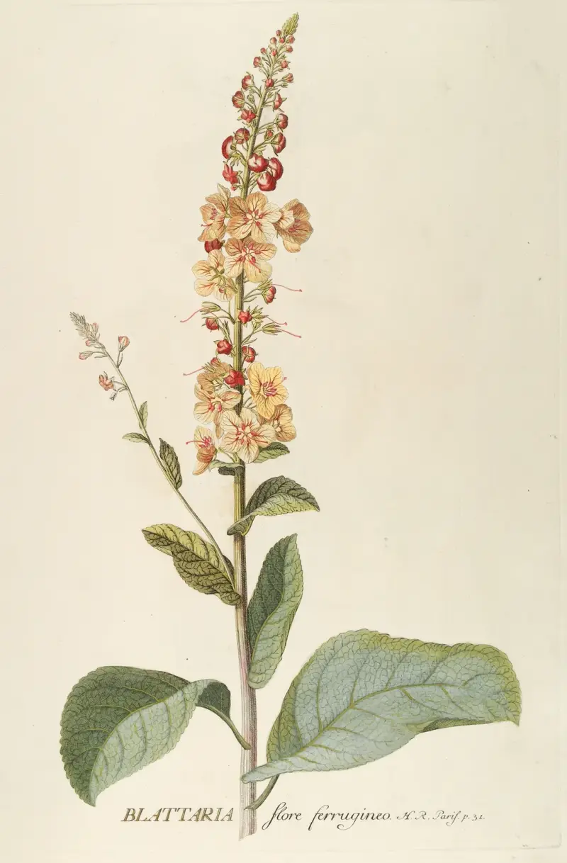 Blattaria von Georg Dionysius Ehret