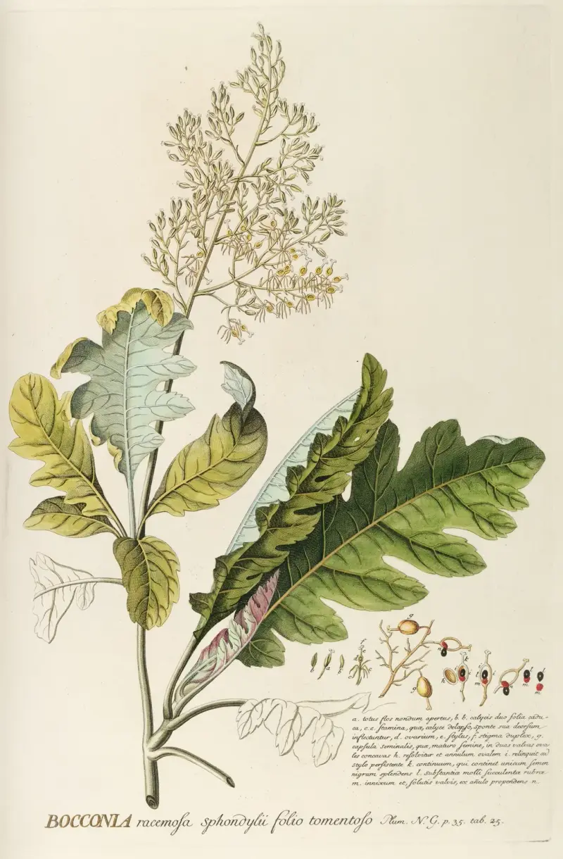 Bocconia av Georg Dionysius Ehret