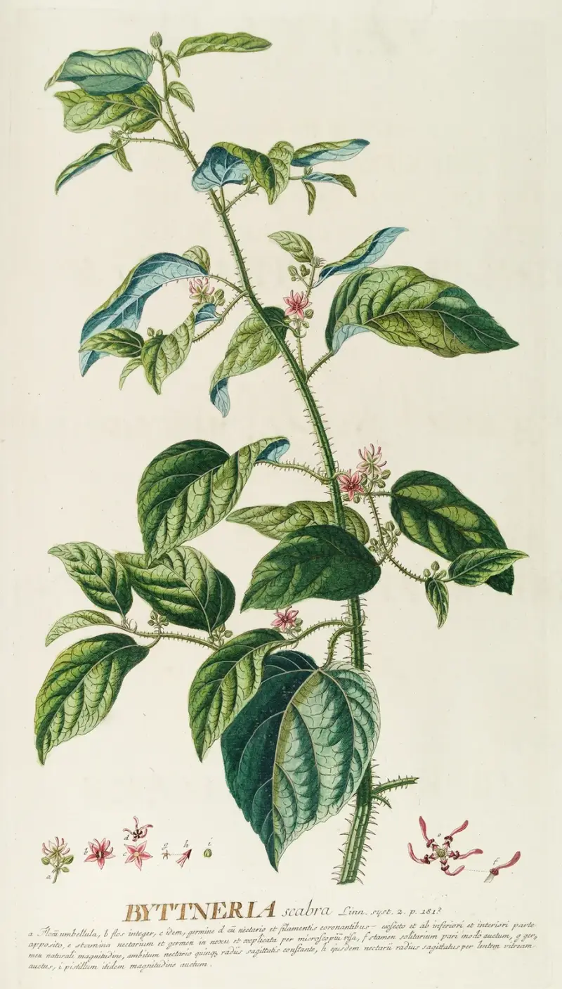 Byttneria von Georg Dionysius Ehret