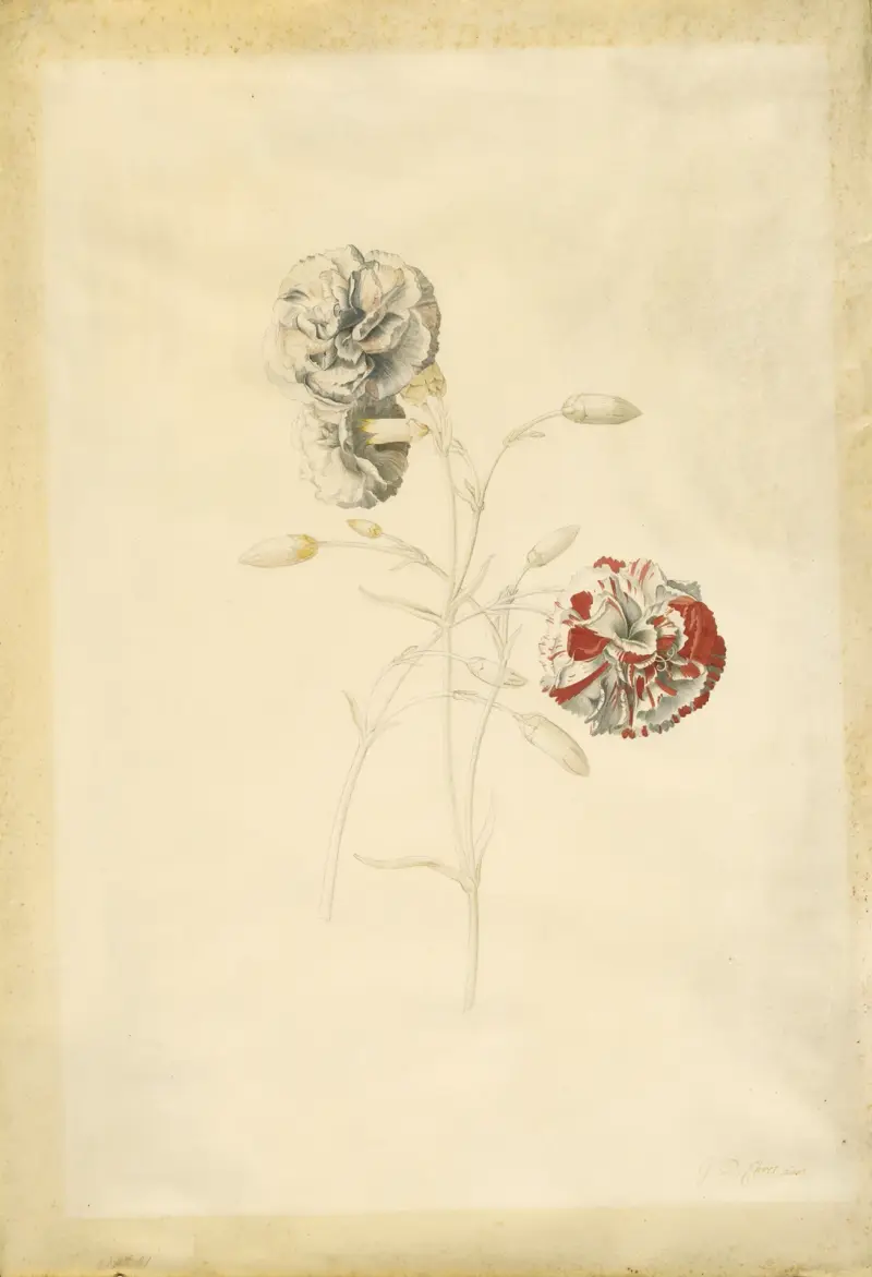 Carnations von Georg Dionysius Ehret