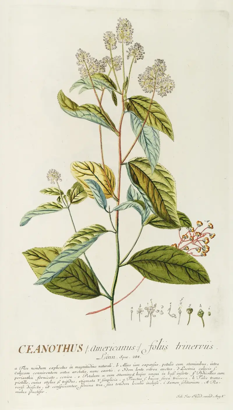 Ceanothus von Georg Dionysius Ehret